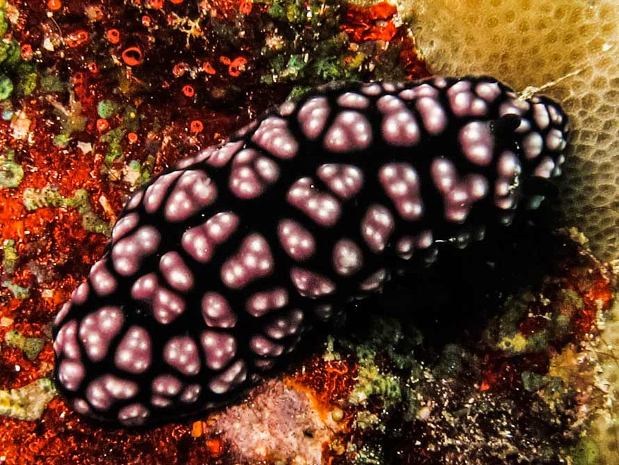 Phyllidiella pustulosa